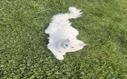 Ragdoll cats for sale: Snow White Ragdoll cat with mother - Image 2