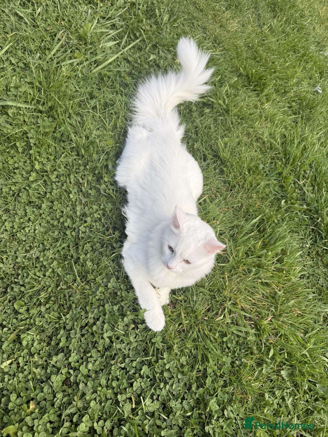 Ragdoll cats for sale: Snow White Ragdoll cat with mother - Image 2