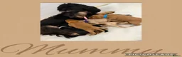 Australian Labradoodle dogs for sale: Multigenerational Australian Labradoodle puppies - Advert 30