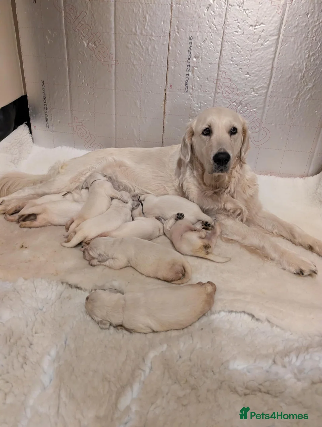 Golden Retriever dogs for sale: Stunning Cream Golden Retriever Puppies - Advert 12