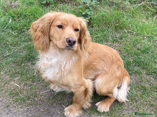 Cocker Spaniel dogs - Advert 20