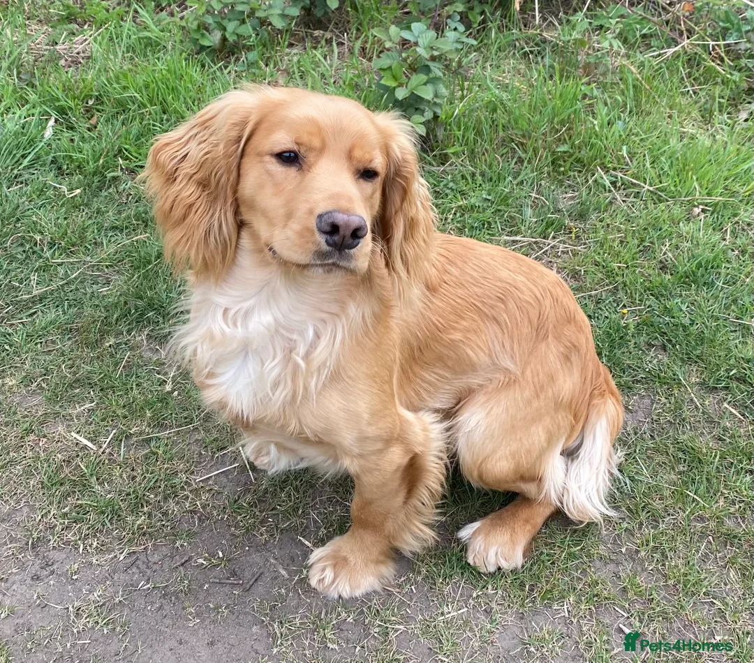 Cocker Spaniel dogs for stud: Beautiful Golden Cocker Spaniel - Advert 4