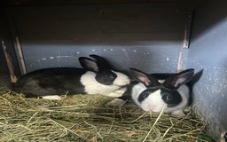 Netherland Dwarf rabbits for sale: Rabbits for sale  - Image 8