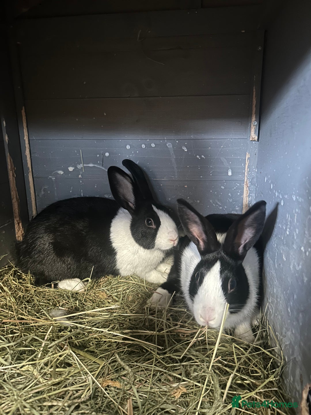 Netherland Dwarf rabbits for sale: Rabbits for sale  - Image 8