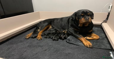 Rottweiler dogs - Advert 8