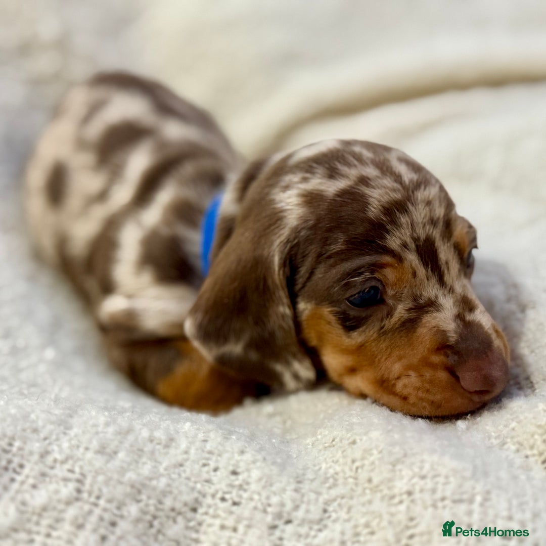 Miniature Dachshund dogs for sale: Mini Dachshund KC Reg -  ONLY 3 MALE PUPS LEFT!  - Advert 15