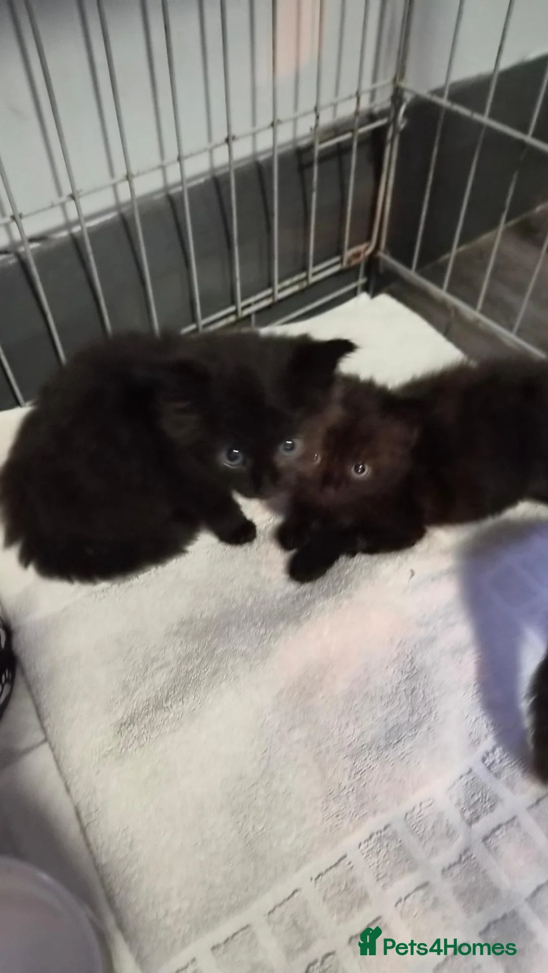 Mixed Breed cats for sale: 3 beautiful kittens  - Advert 6
