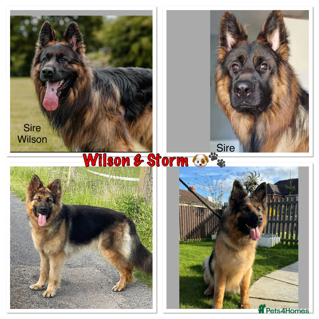 German Shepherd dogs for sale: KC REG Long coated German Shepherd puppies  - Advert 2