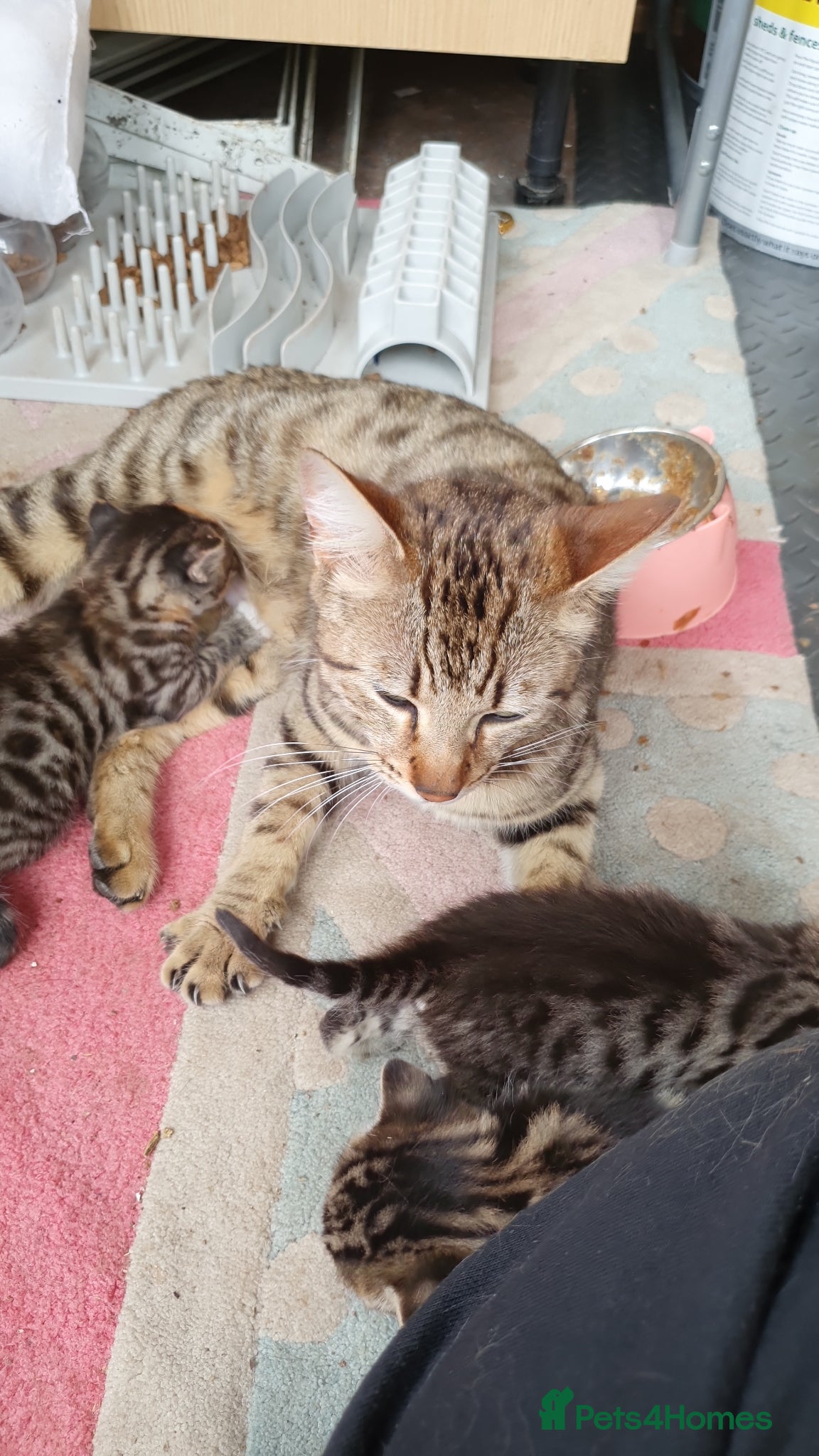 Mixed Breed cats 5 kittens for sale  - Advert 7