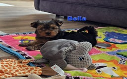 Yorkshire Terrier dogs for sale: Miniature Yorkshire Terrier Puppies - Image 20