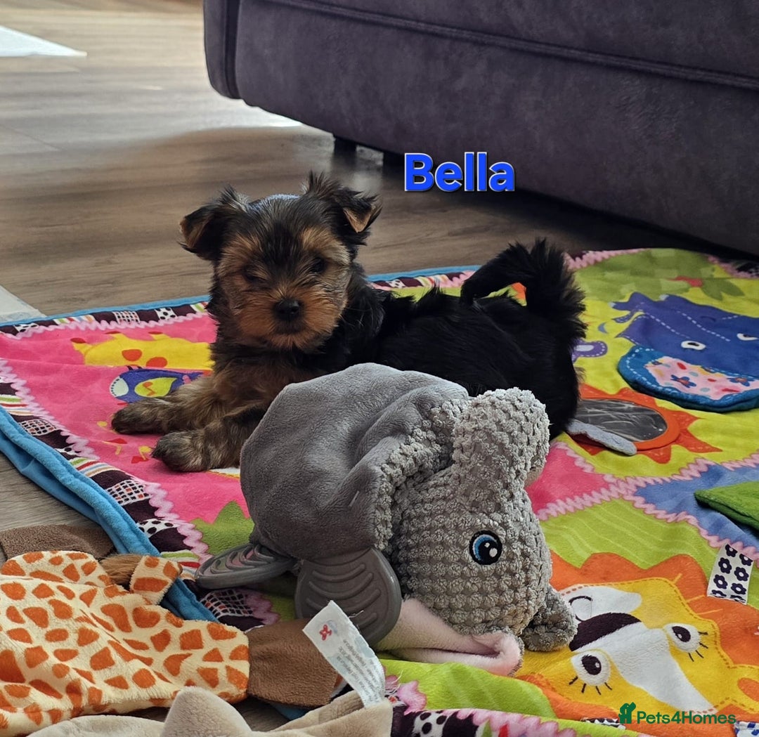 Yorkshire Terrier dogs for sale: Miniature Yorkshire Terrier Puppies - Image 20