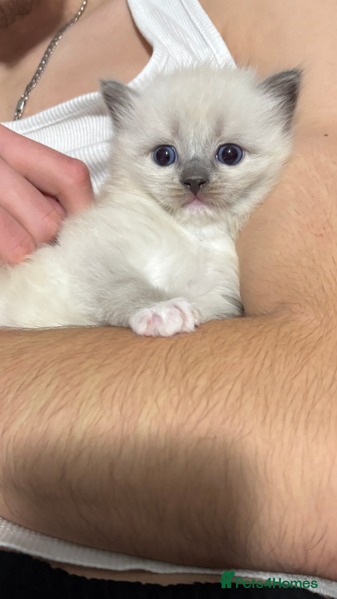 Ragdoll cats for sale: Blue eyed Ragdoll Kittens  - Advert 28