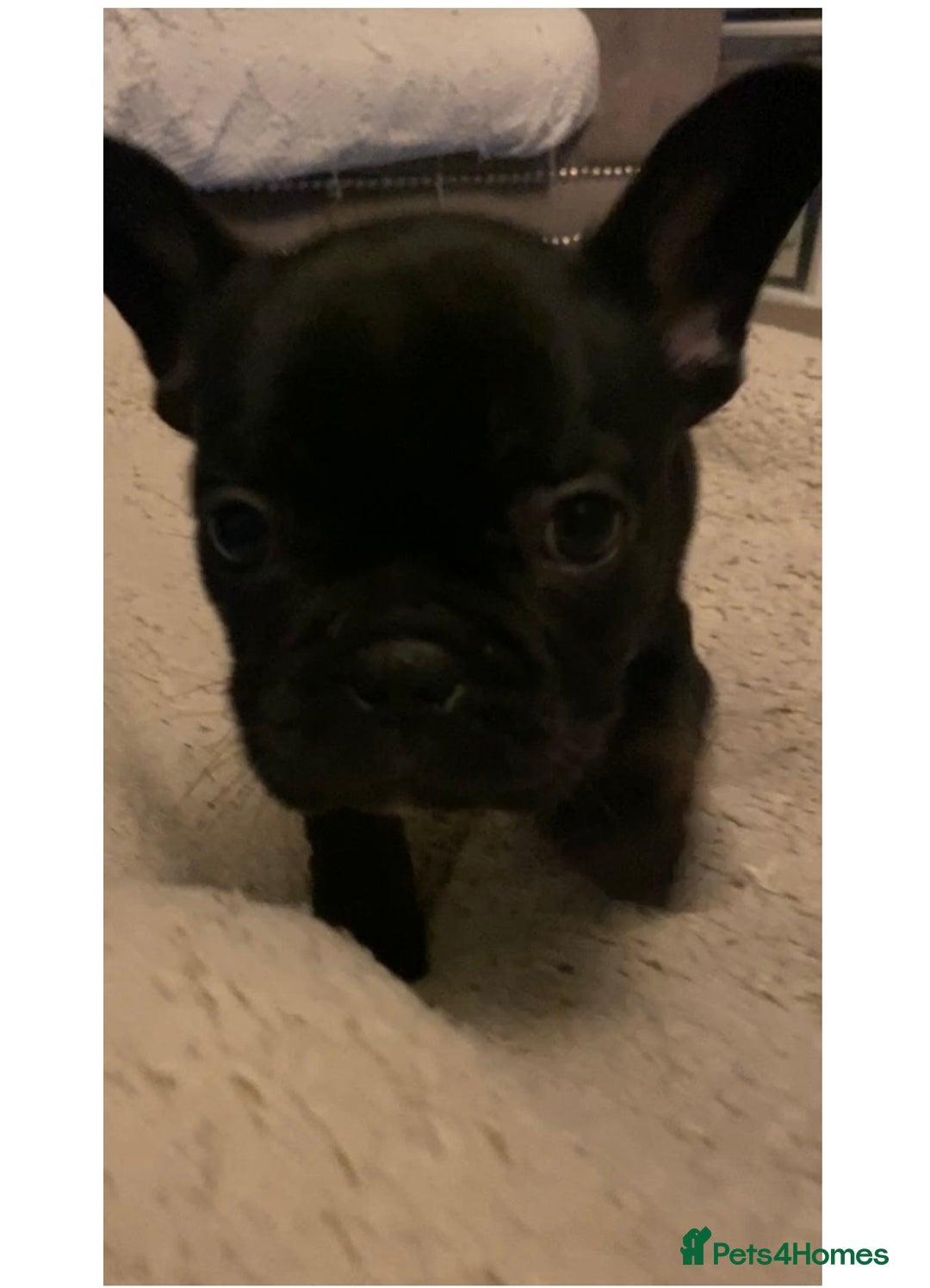 French Bulldog dogs for sale: French bulldogs puppy’s for sale - Advert 22
