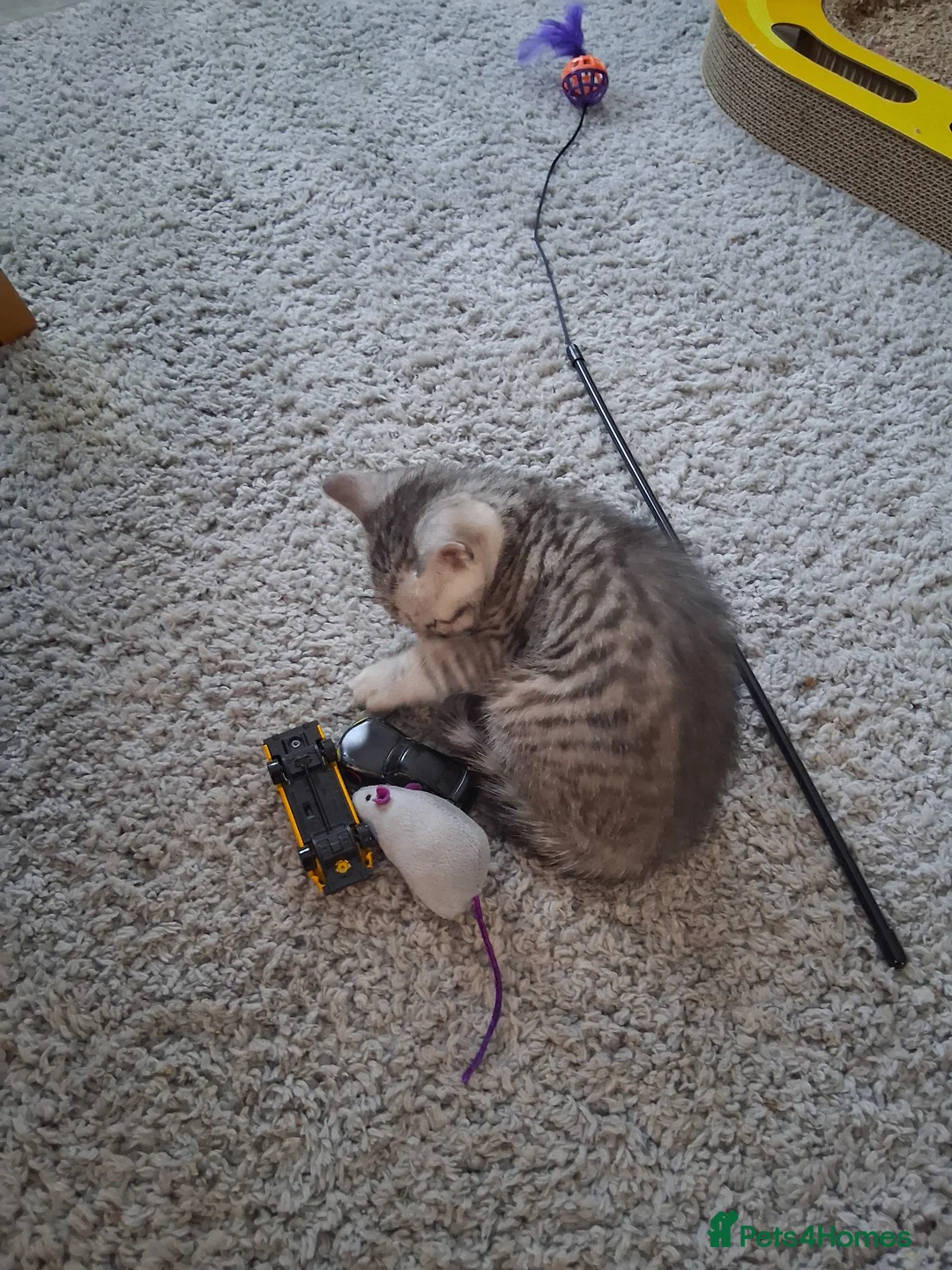 Mixed Breed cats for sale: Bengal/Tabby girls  ready for a new home  - Advert 2