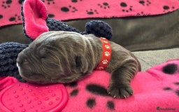 Neapolitan Mastiff dogs for sale: Neapolitan mastiff puppies  - Image 31