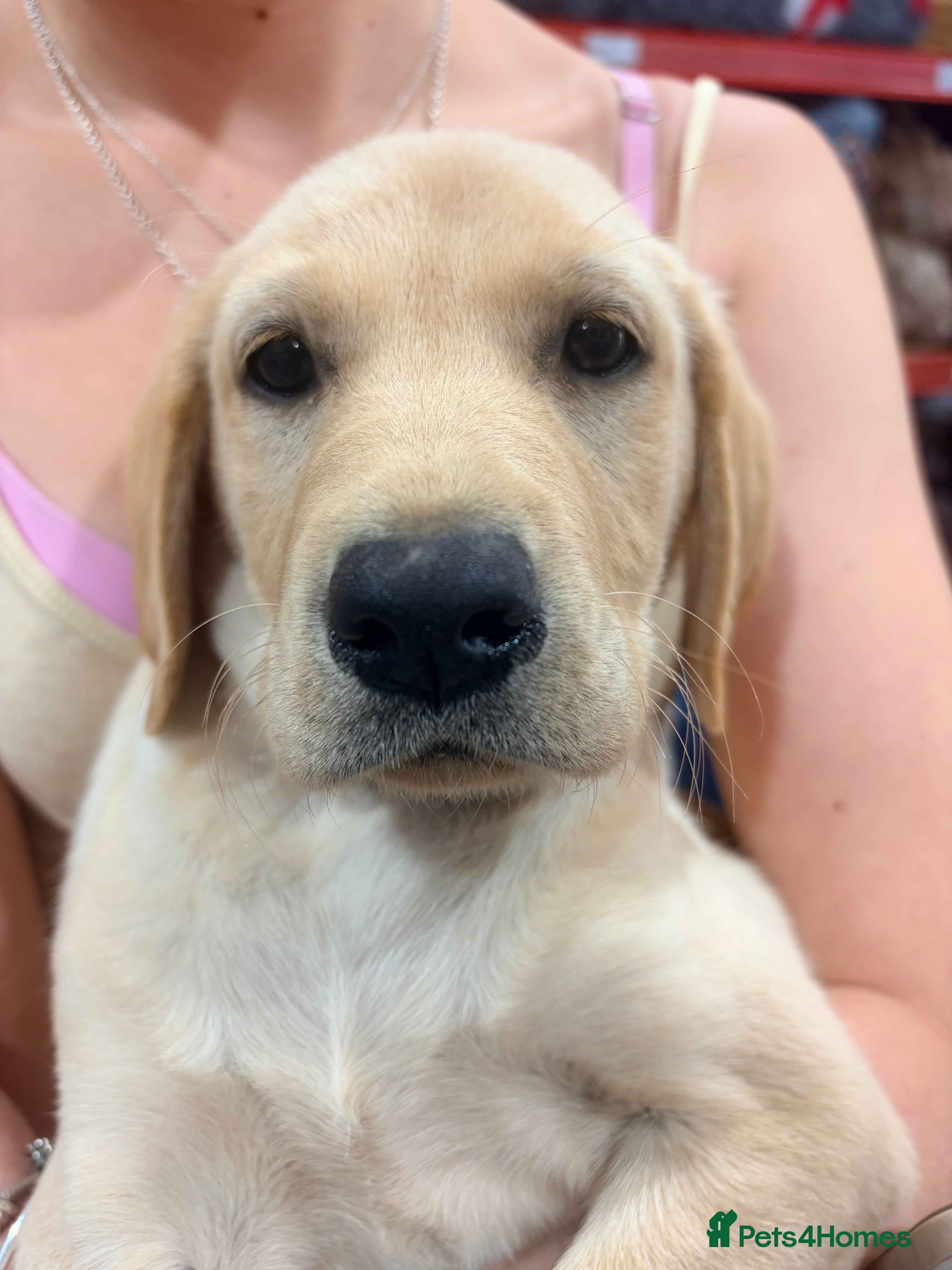 Labrador Retriever dogs Ready to go now. £800 - Advert 1