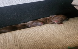 Springador dogs for sale: Two springador puppies - Image 3