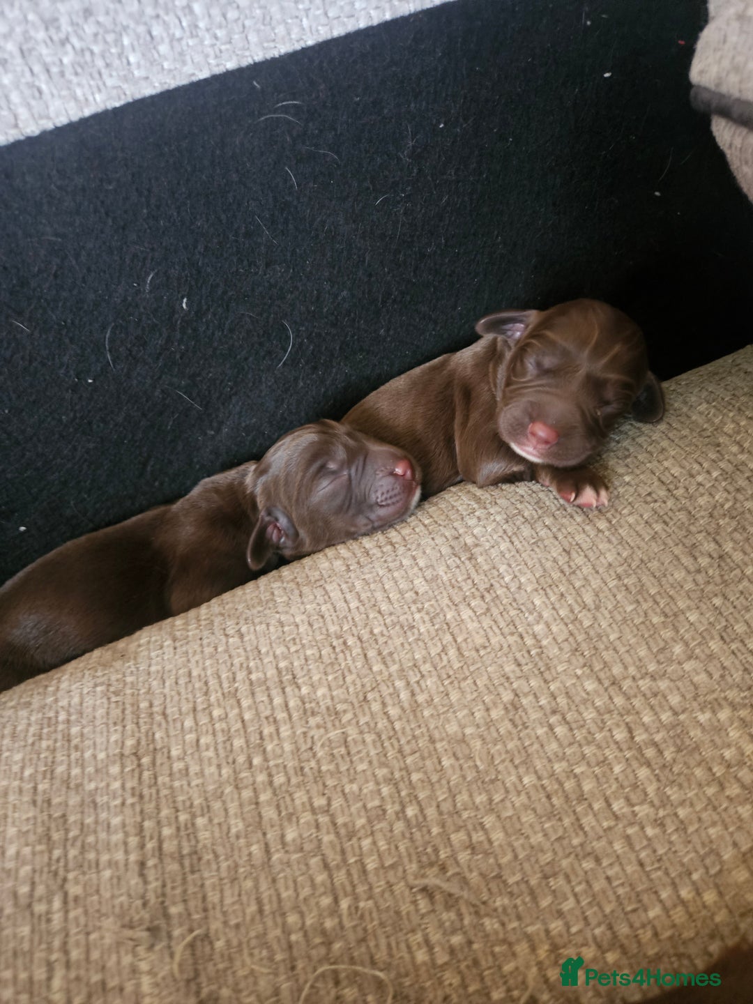 Springador dogs for sale: Two springador puppies - Image 3
