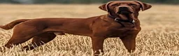 Labrador Retriever dogs for sale: KC Reg Dark Fox Red Labrador Puppies Health Tested - Advert 13
