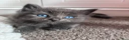 Mixed Breed cats for sale: Beautiful fluffy kittens - Advert 5