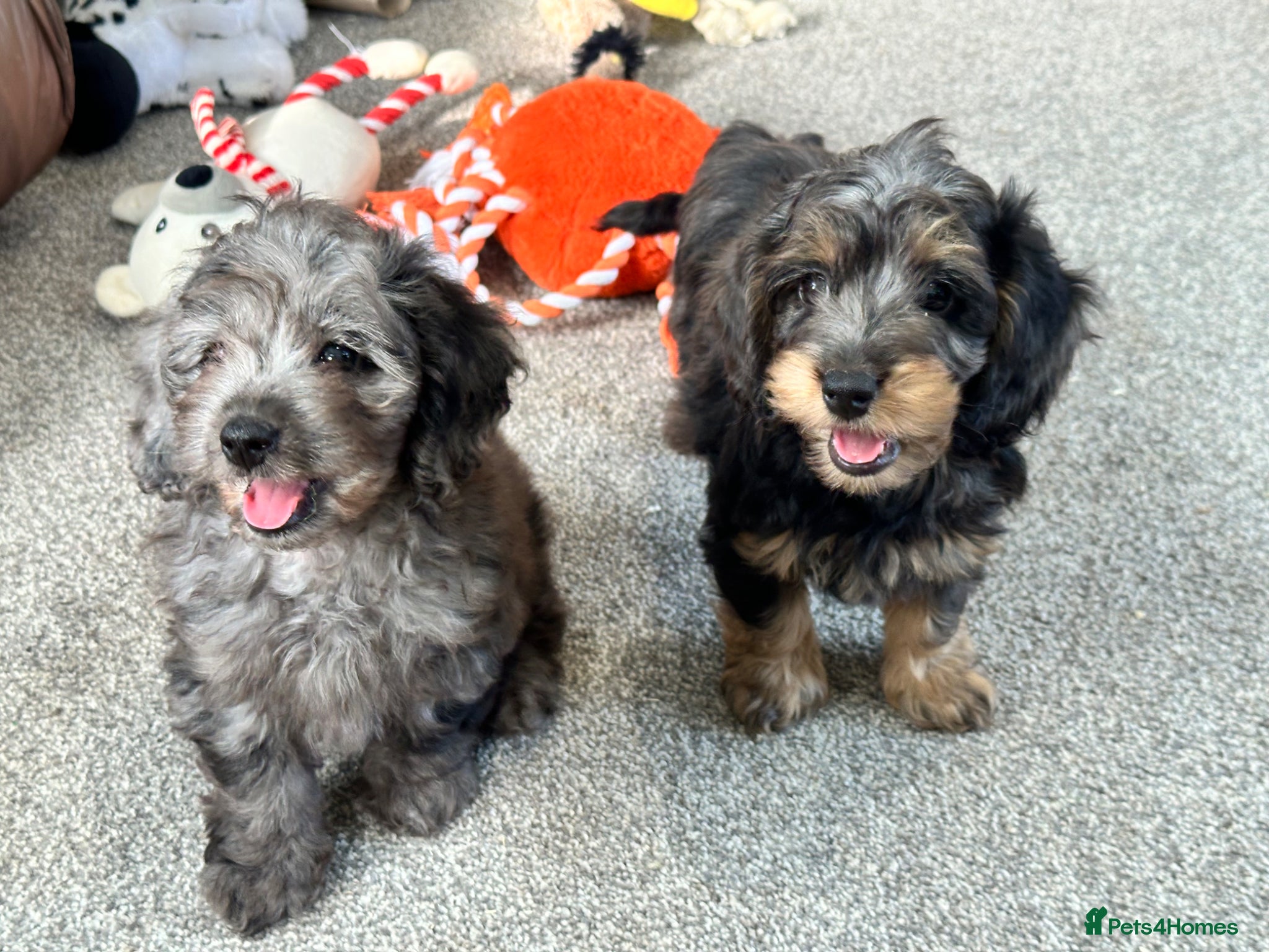 Doxiepoo dogs Stunning dachshund/poodle pups - Advert 1