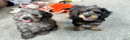 Doxiepoo dogs for sale: Stunning dachshund/poodle pups - Advert 1