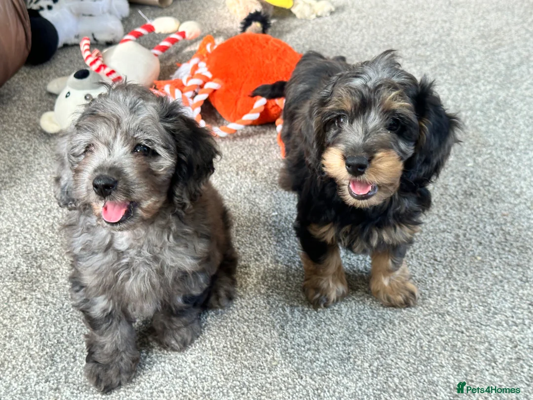 Doxiepoo dogs for sale: Stunning dachshund/poodle pups - Advert 1