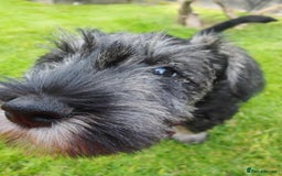 Miniature Schnauzer dogs for sale: Forever Homes Wanted: 2 Schnauzer Boys 🐶 - Image 6