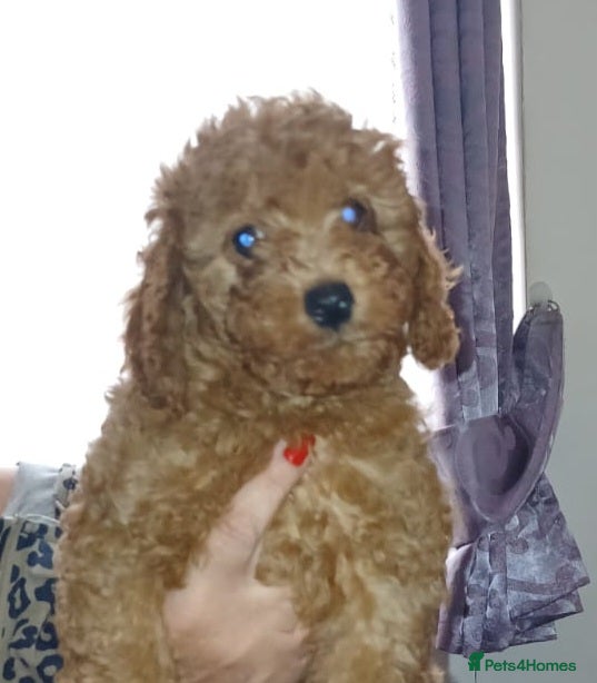 Cavapoo dogs Adorable red cavapoos - Advert 16