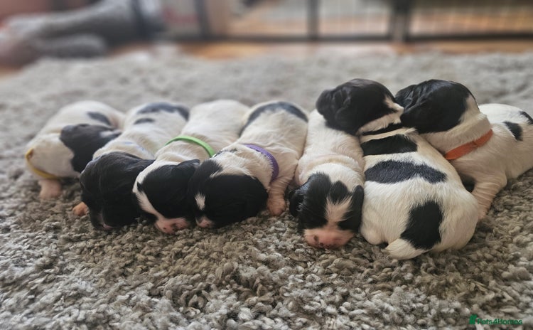 English Springer Spaniel dogs - Advert 3