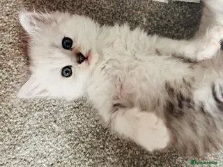 Persian cats Silver tipped Persian chinchilla - Advert 9