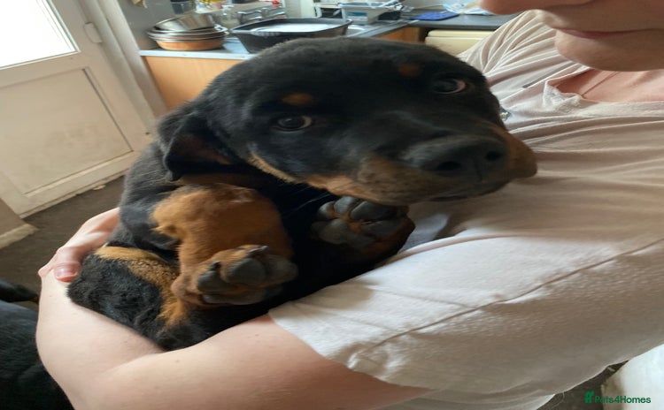 Rottweiler dogs - Advert 3