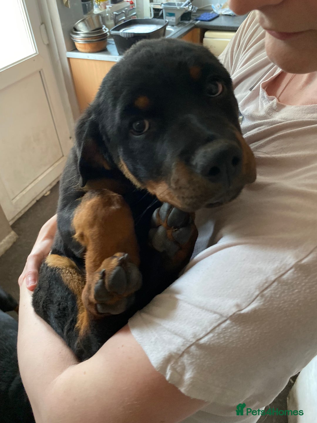 Rottweiler dogs for sale: KC Champion blood lines Rottweiler puppies  - Image 1