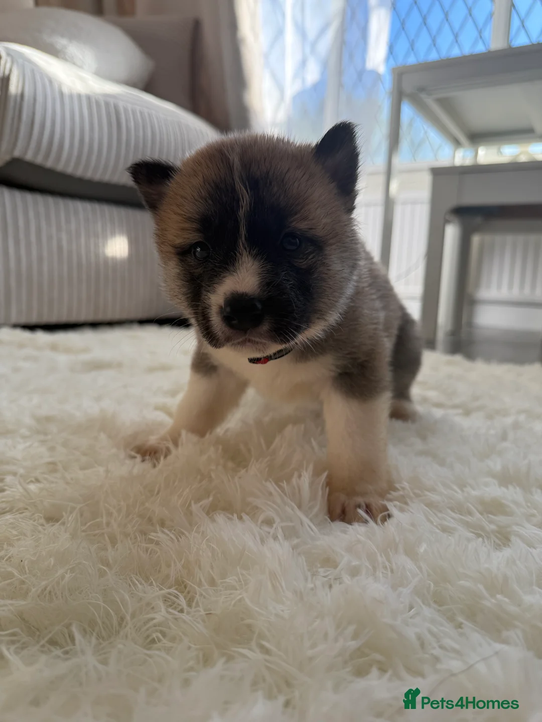 Huskita dogs for sale: FULLY VACCINATED Huskita Puppies 🤍 LAST 2 - Advert 24