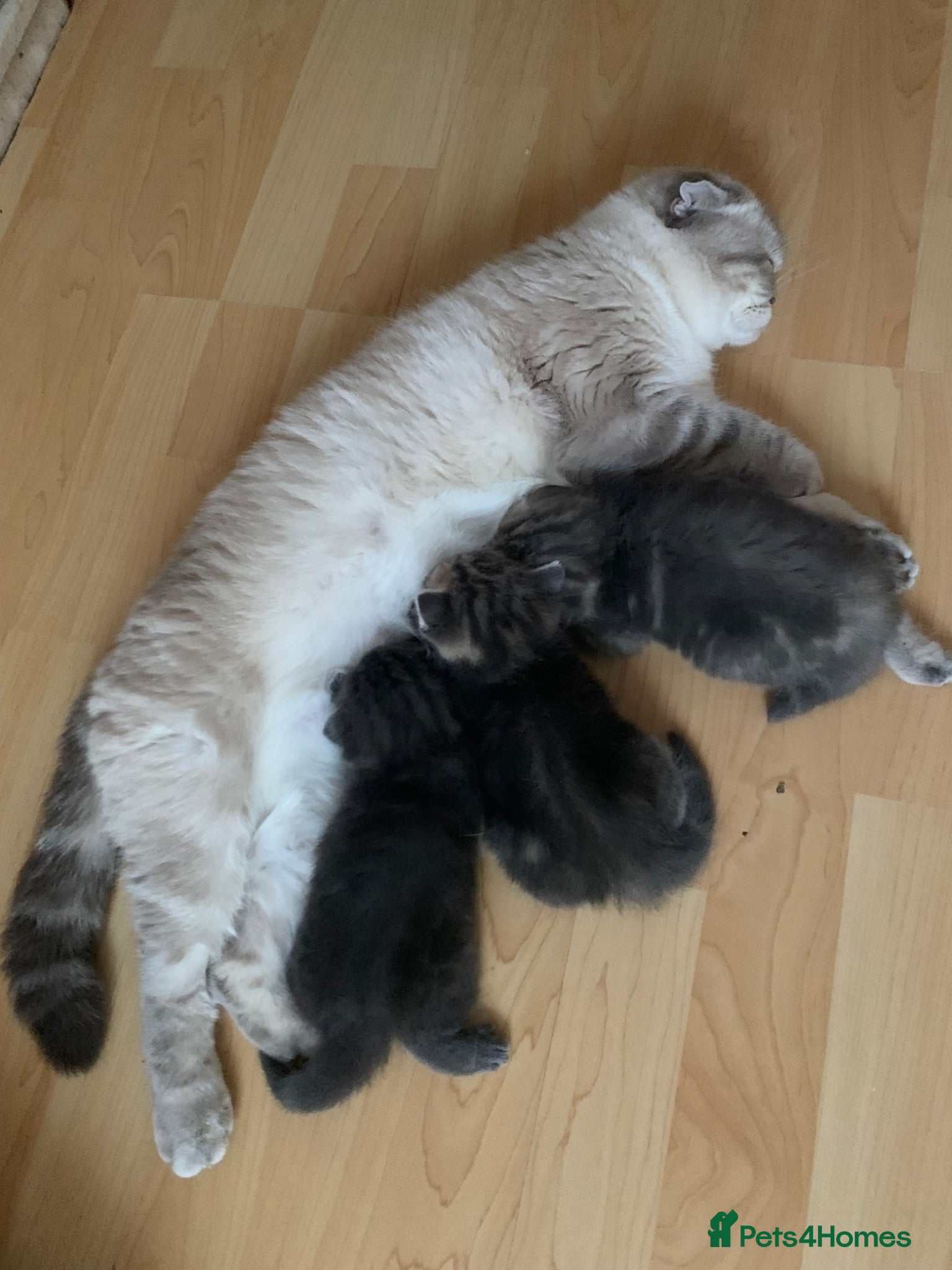 Scottish Fold cats 🌸PURE BREED SCOTTISH FOLD KITTENS🌸 - Advert 1