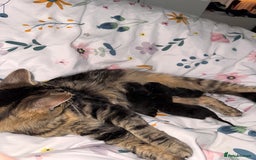 British Shorthair cats for sale: 4 beautiful kittens for sale  in Thornton-Cleveleys - Image 9