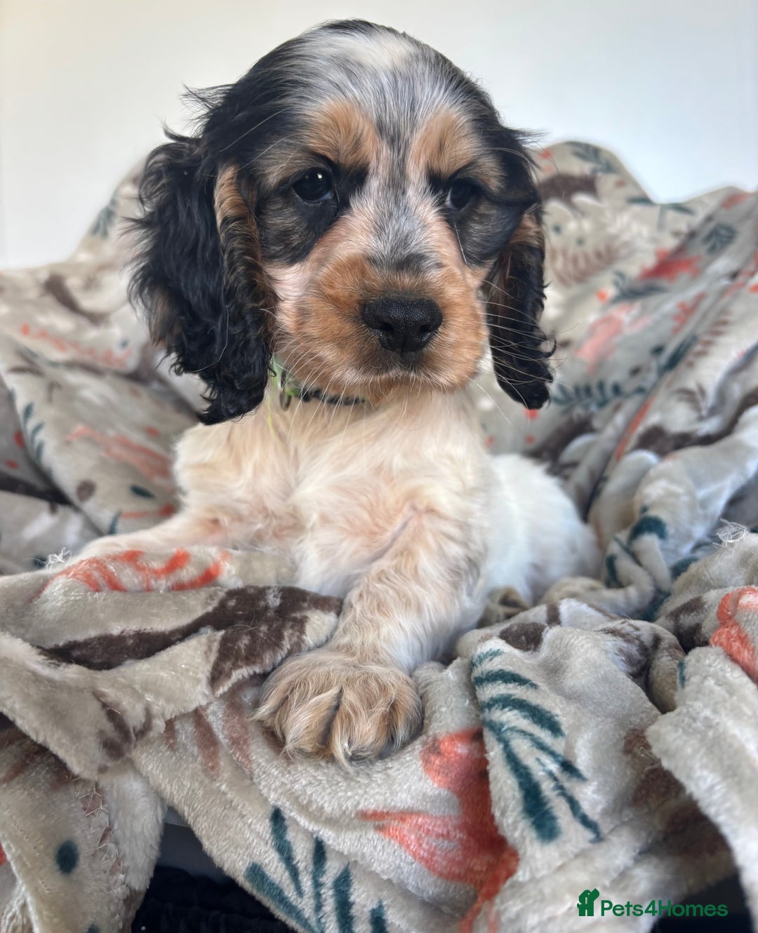 Cocker Spaniel dogs for sale: Show Cocker Spaniel Puppies  - Image 19