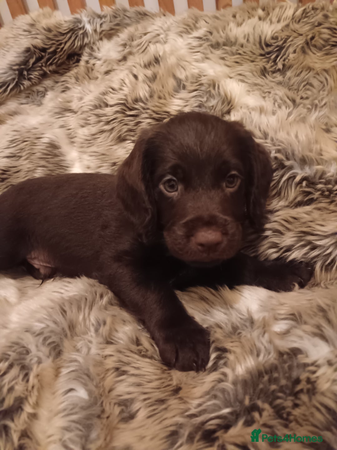 Mixed Breed dogs for sale: Six beautiful cockerpoos - Image 8