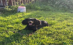 Cocker Spaniel dogs for sale: cocker spaniel pups for sale short tailed workers - Image 13