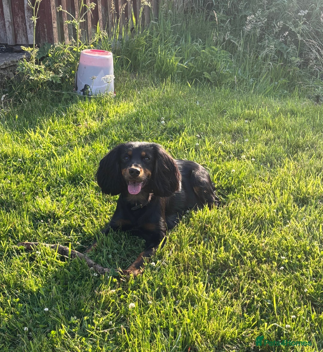 Cocker Spaniel dogs for sale: cocker spaniel pups for sale short tailed workers - Image 13