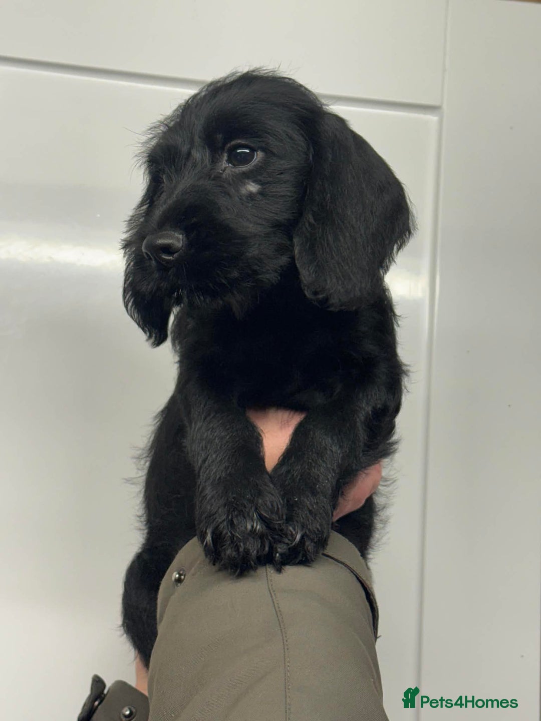 Mixed Breed dogs for sale: Stunning pups looking for new home  - Advert 7