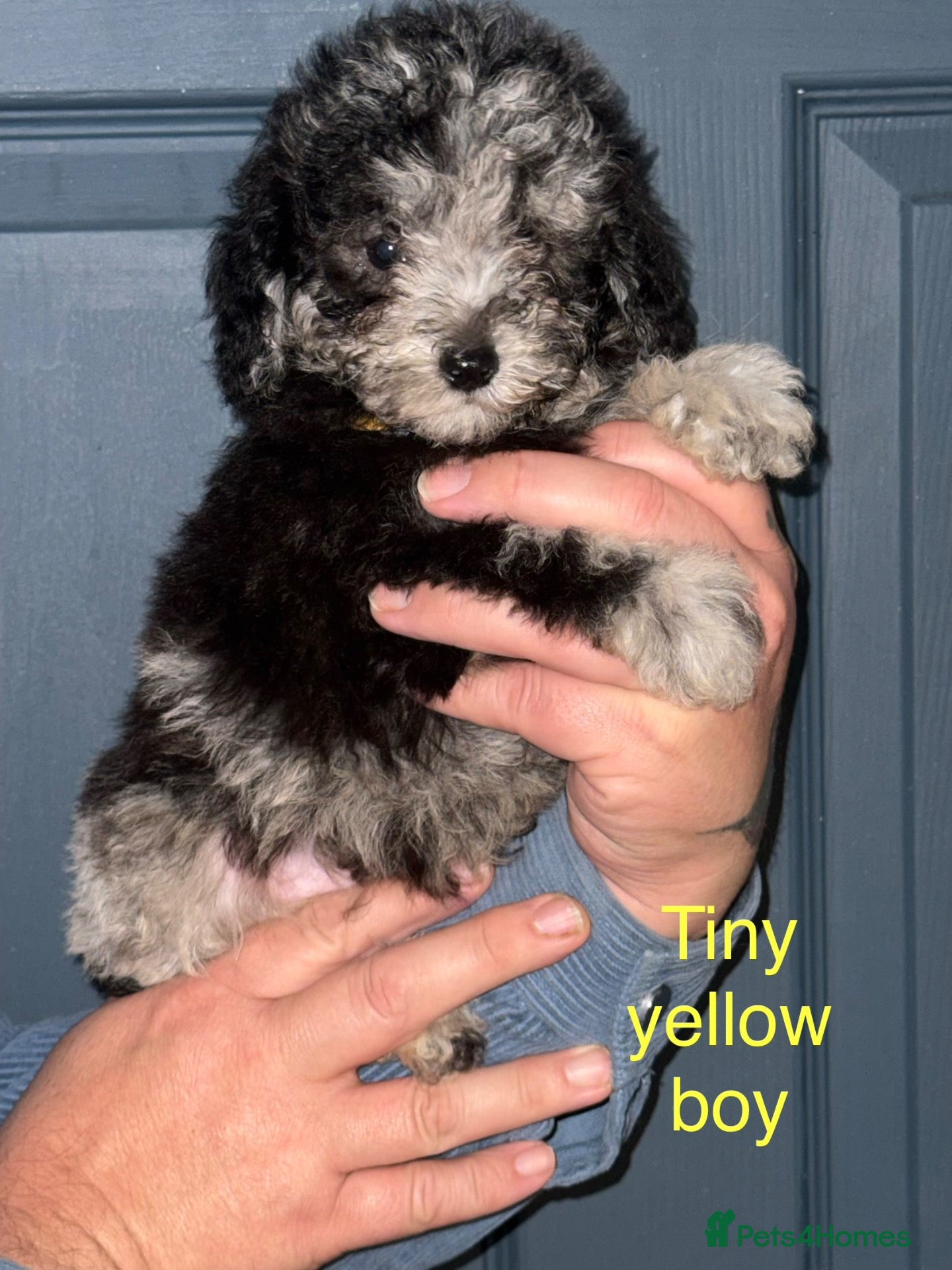 Toy Poodle dogs For sale 5 Stunning Asian/ toy poodle puppies  - Advert 3