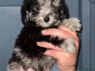 Toy Poodle dogs For sale 5 Stunning Asian/ toy poodle puppies - Advert 15