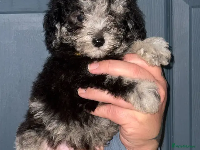 Toy Poodle dogs For sale 5 Stunning Asian/ toy poodle puppies - Advert 3