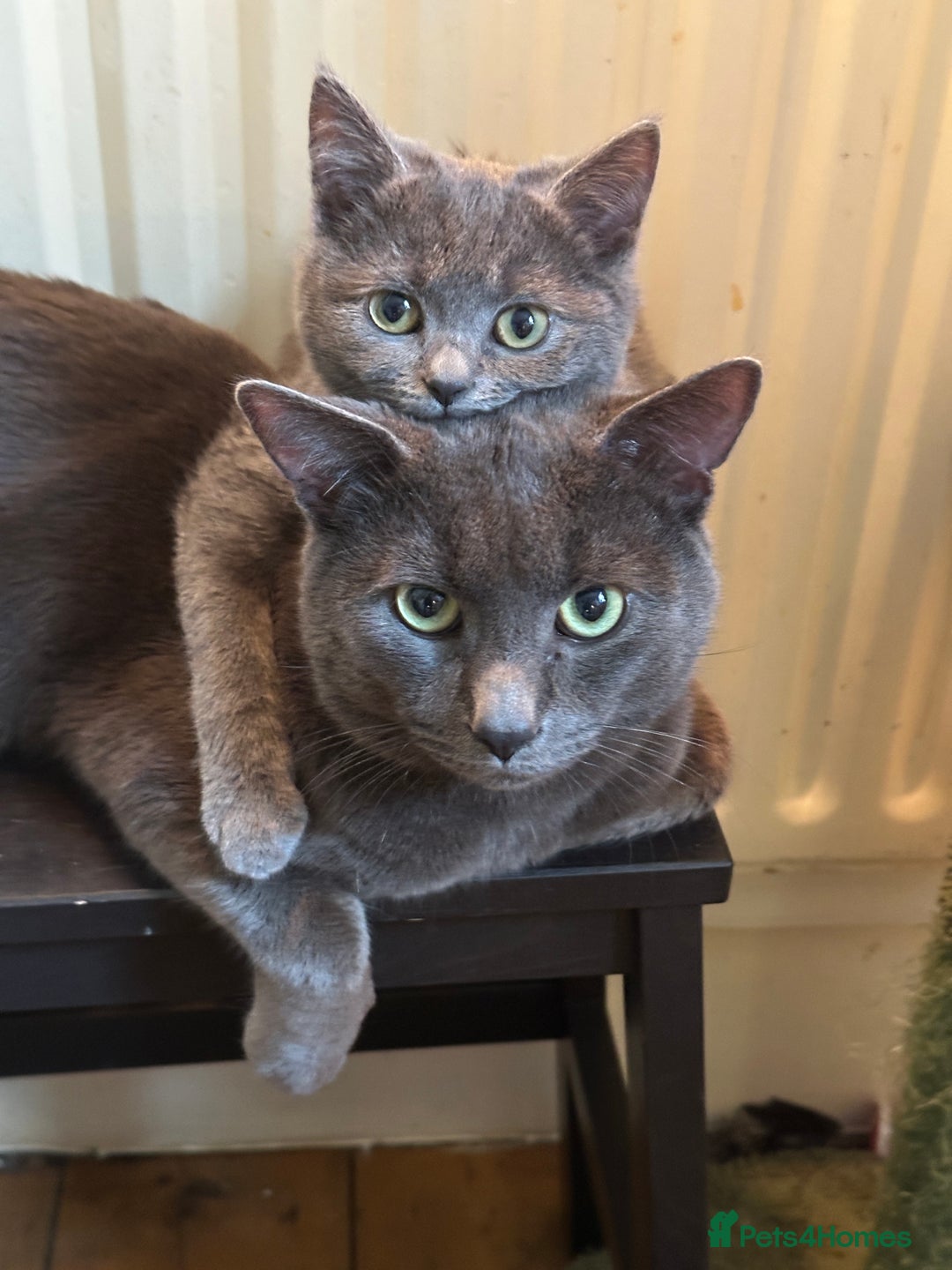 Scottish Fold cats for sale: Perfect Scottish straight girl  - Image 9