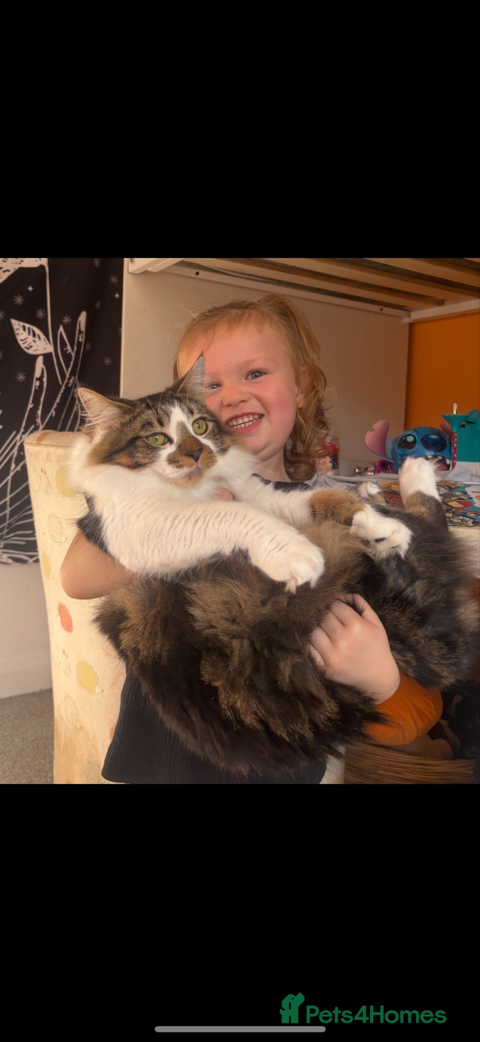 Mixed Breed cats for sale: Father and Son in Boston - Advert 8