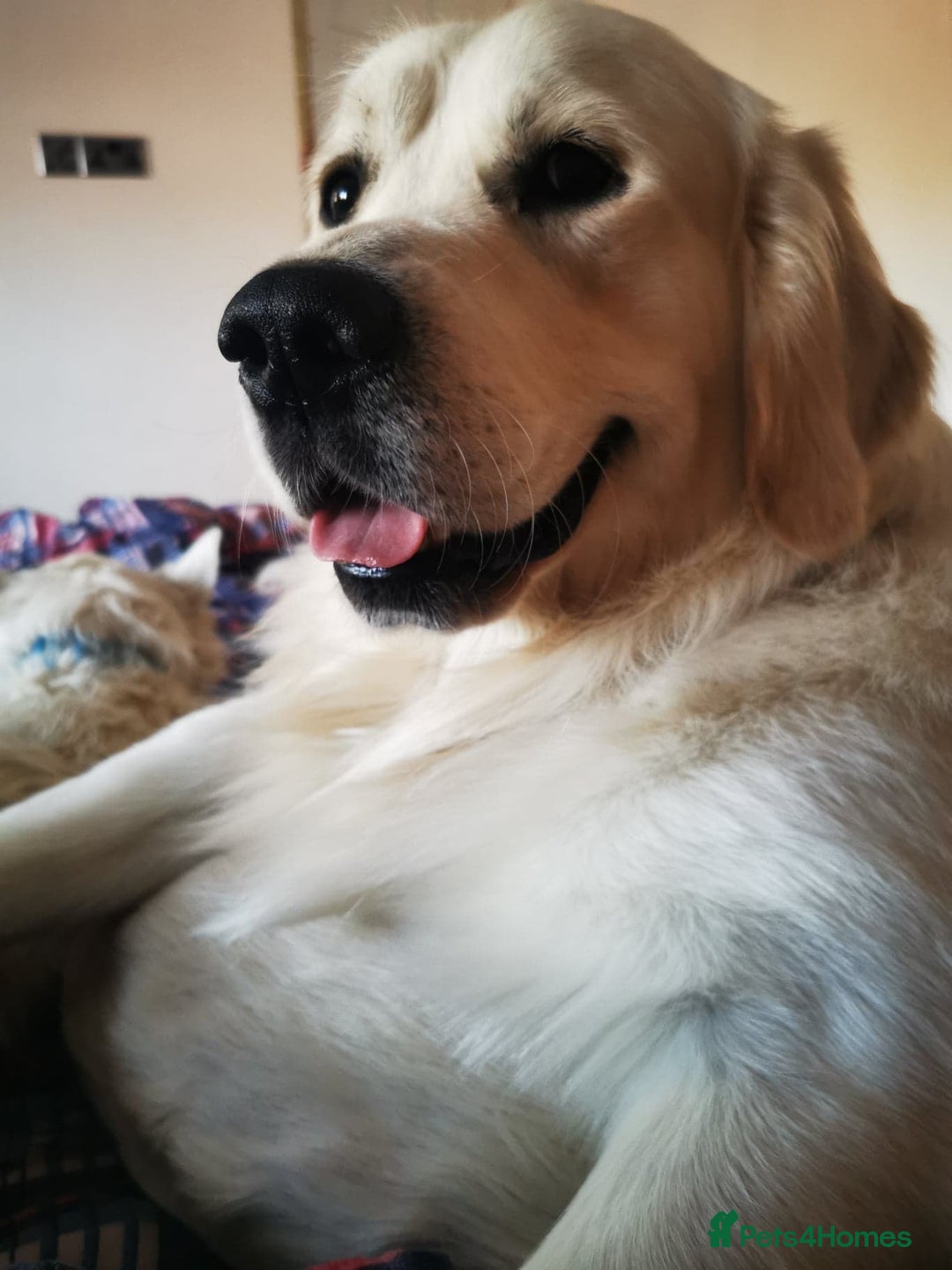 Golden Retriever dogs for sale: Golden puppies  - Image 11