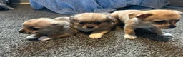 Chihuahua dogs for sale: Cute puppies chihuahua  in Worcester - Advert 6