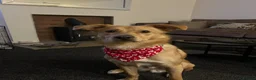 Mixed Breed dogs for sale: Bodhi -mongrel 18months old in Rugby - Advert 5
