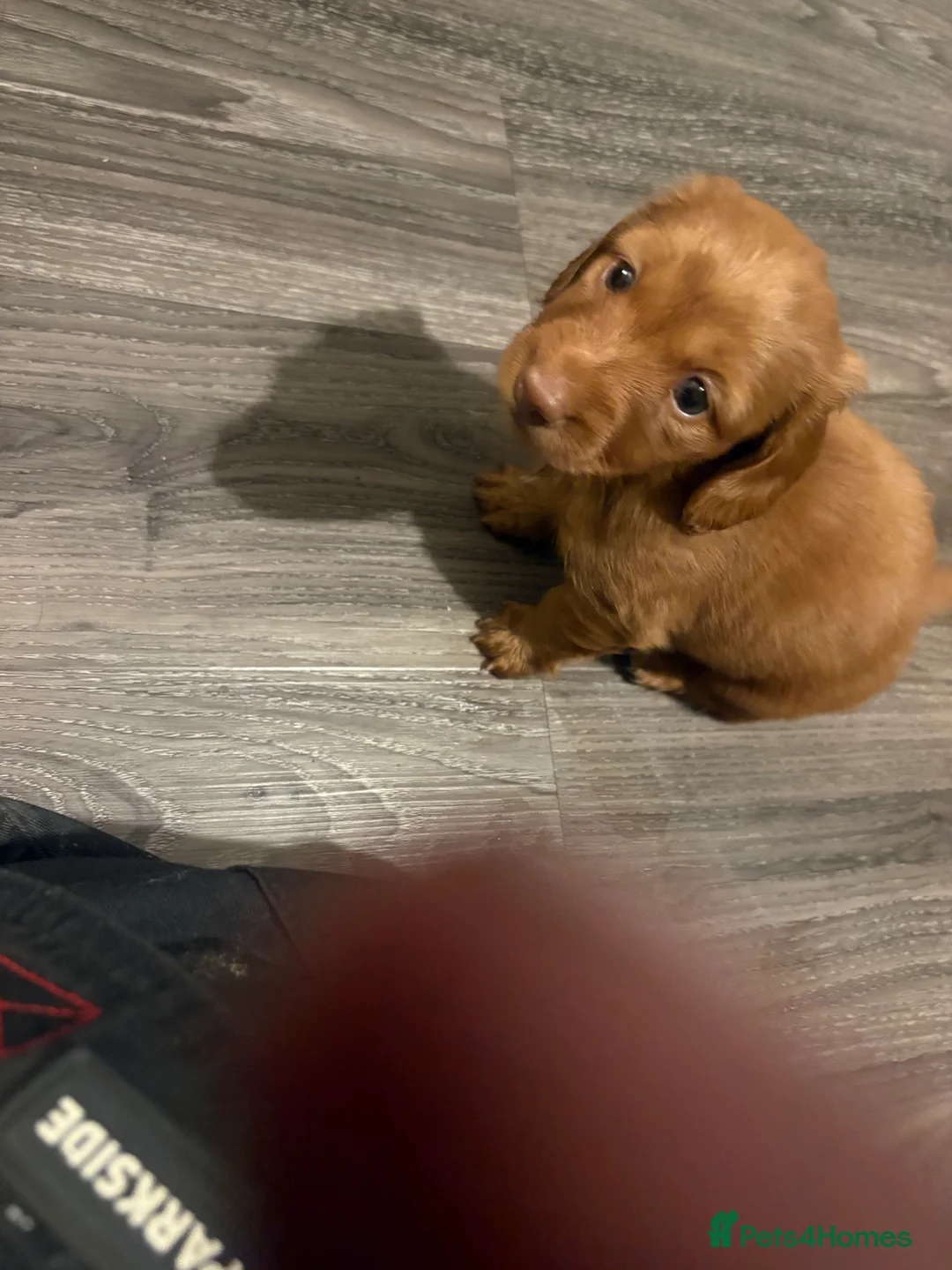 Dachshund dogs for sale: Long haired miniature  - Advert 19